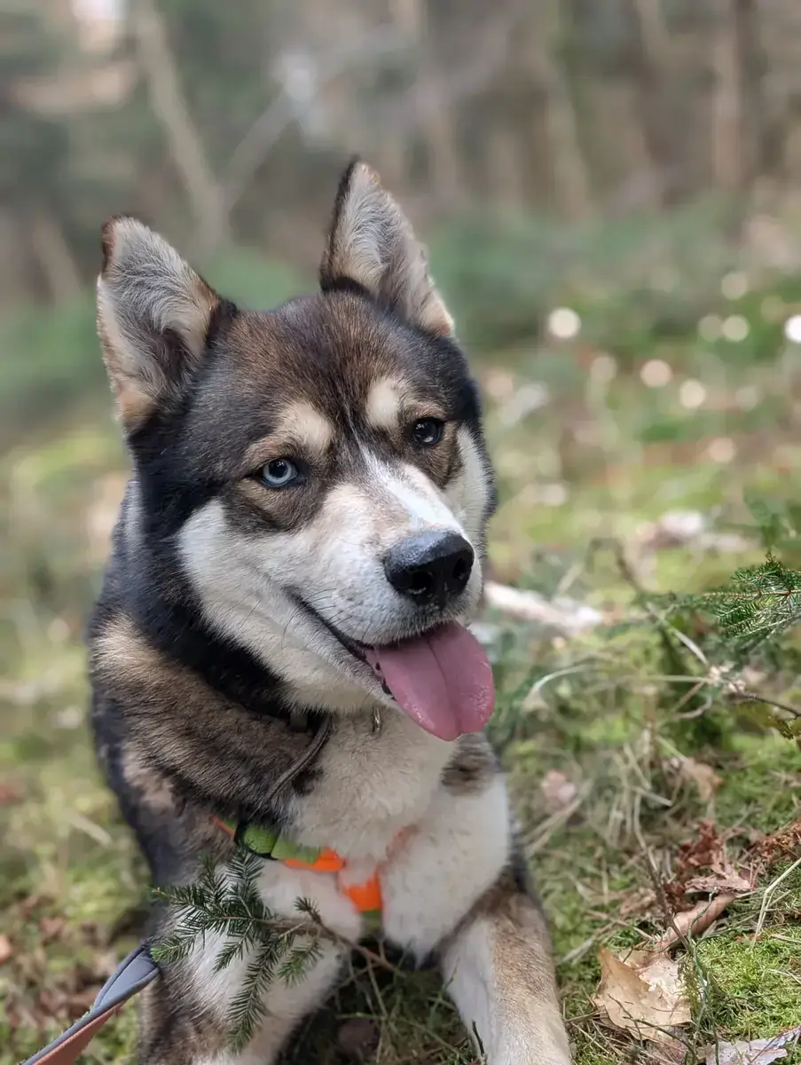 Akela - Siberian Husky - Bild 4