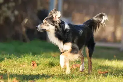 Border Collie Ben