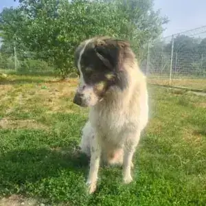 Georgie – Mastín del Pirineo – Bild 3