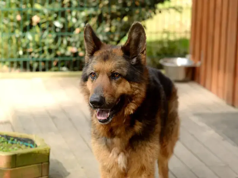 Dex - Deutscher Schäferhund - Bild 2