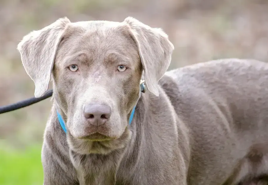 Charly - Labrador Retriever - Bild 1