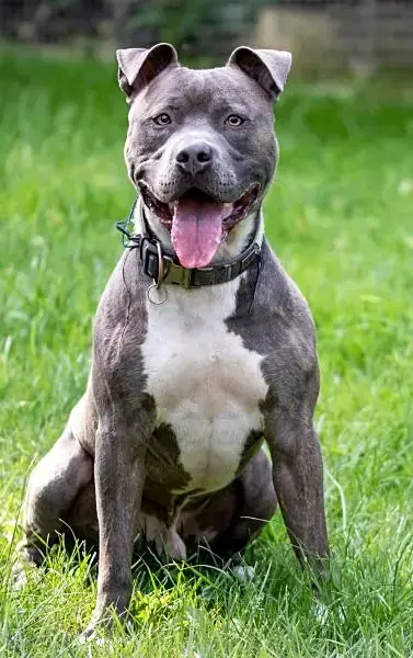 Chapo - American Staffordshire Terrier - Bild 2