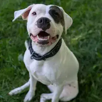 Mia – Dogo Argentino – Bild 5