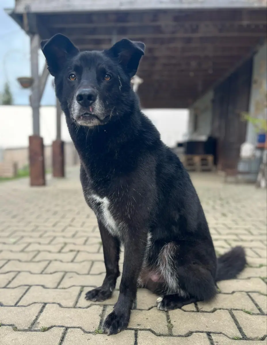Rex - Deutscher Schäferhund - Bild 4