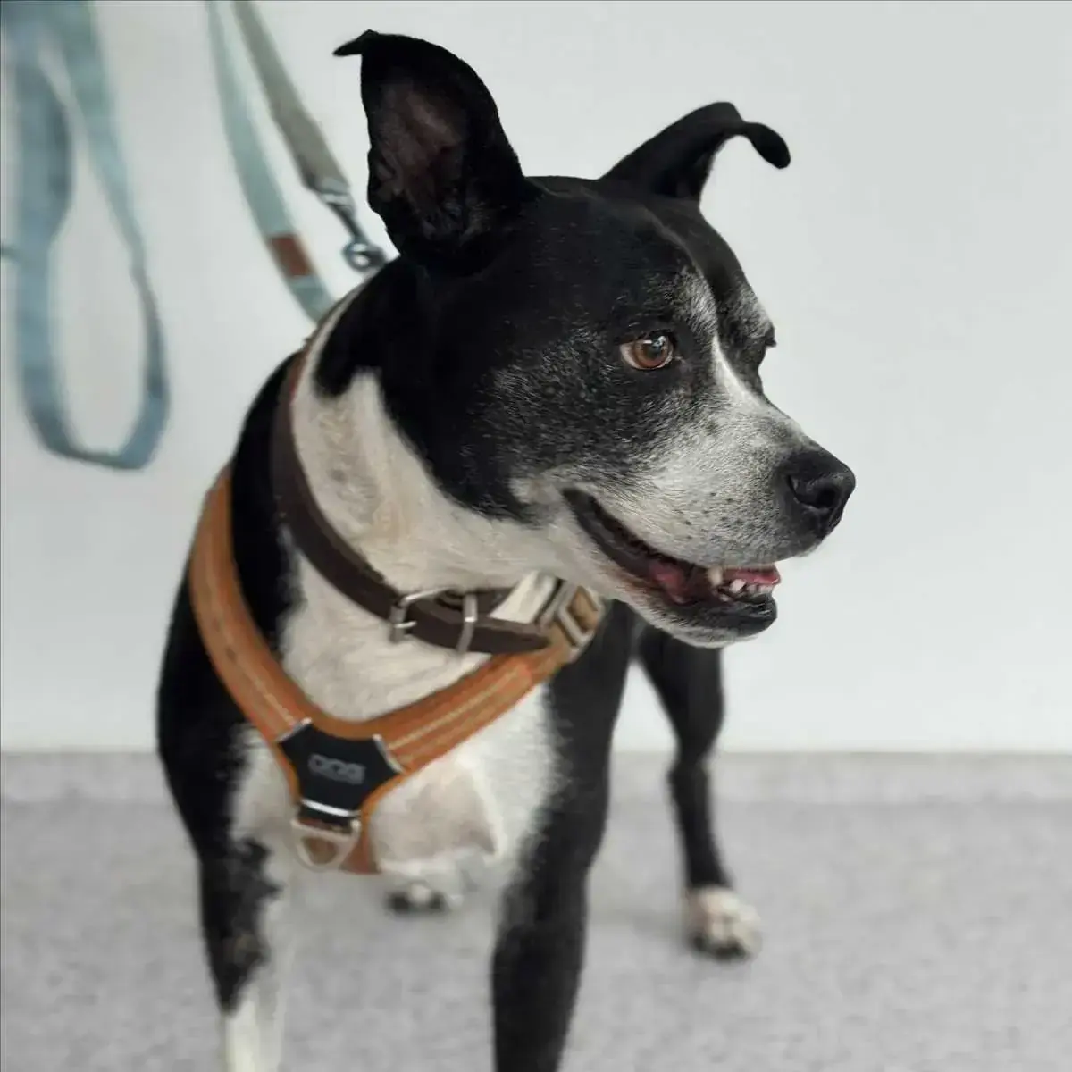 BABA - Boston Terrier - Bild 3