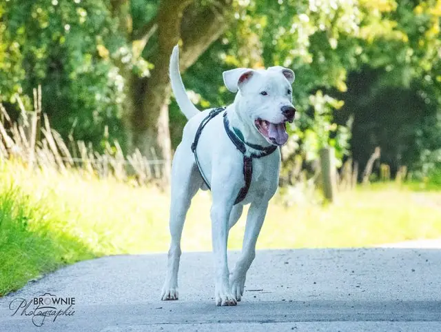 Bones - Dogo Argentino - Bild 13
