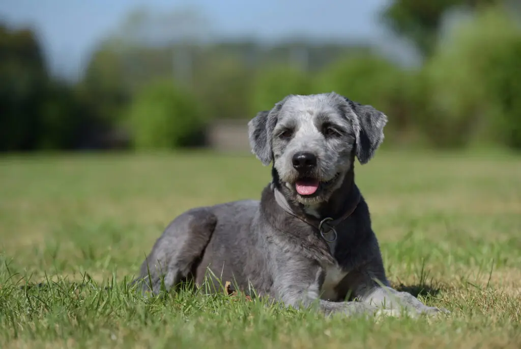 Bailey - Ciobănesc Românesc Mioritic - Bild 5