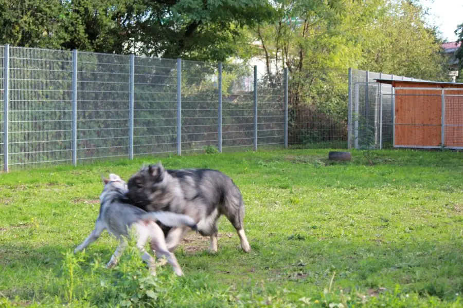 Rocky -  - Bild 19