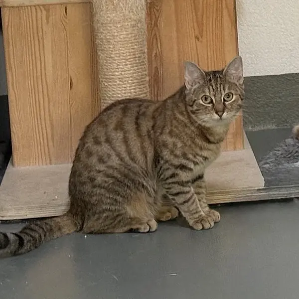 Tiana -  - Bild 4