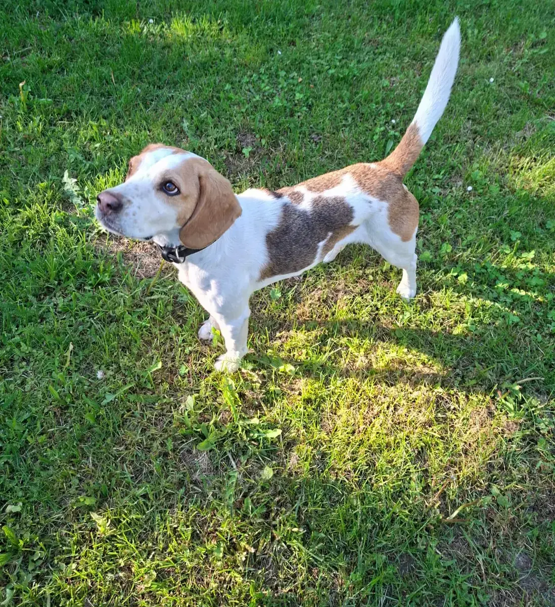 Charly - Beagle - Bild 2