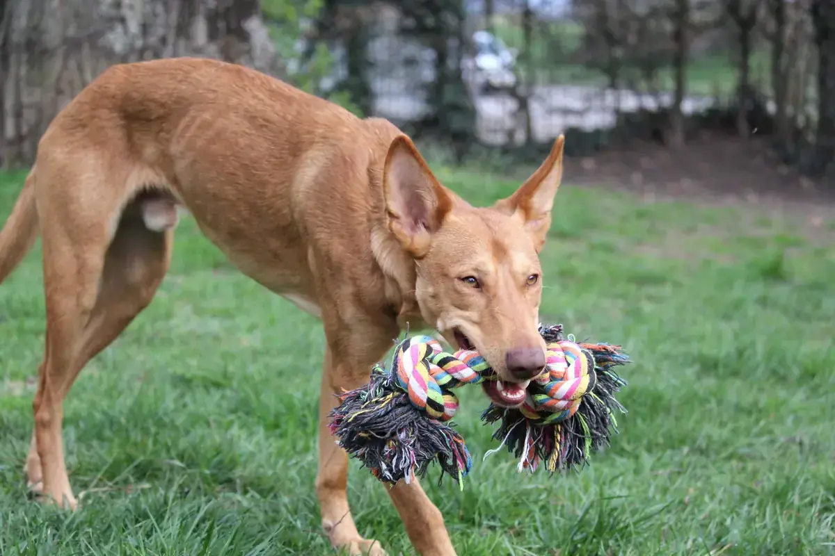 Baco - Podenco Canario - Bild 9