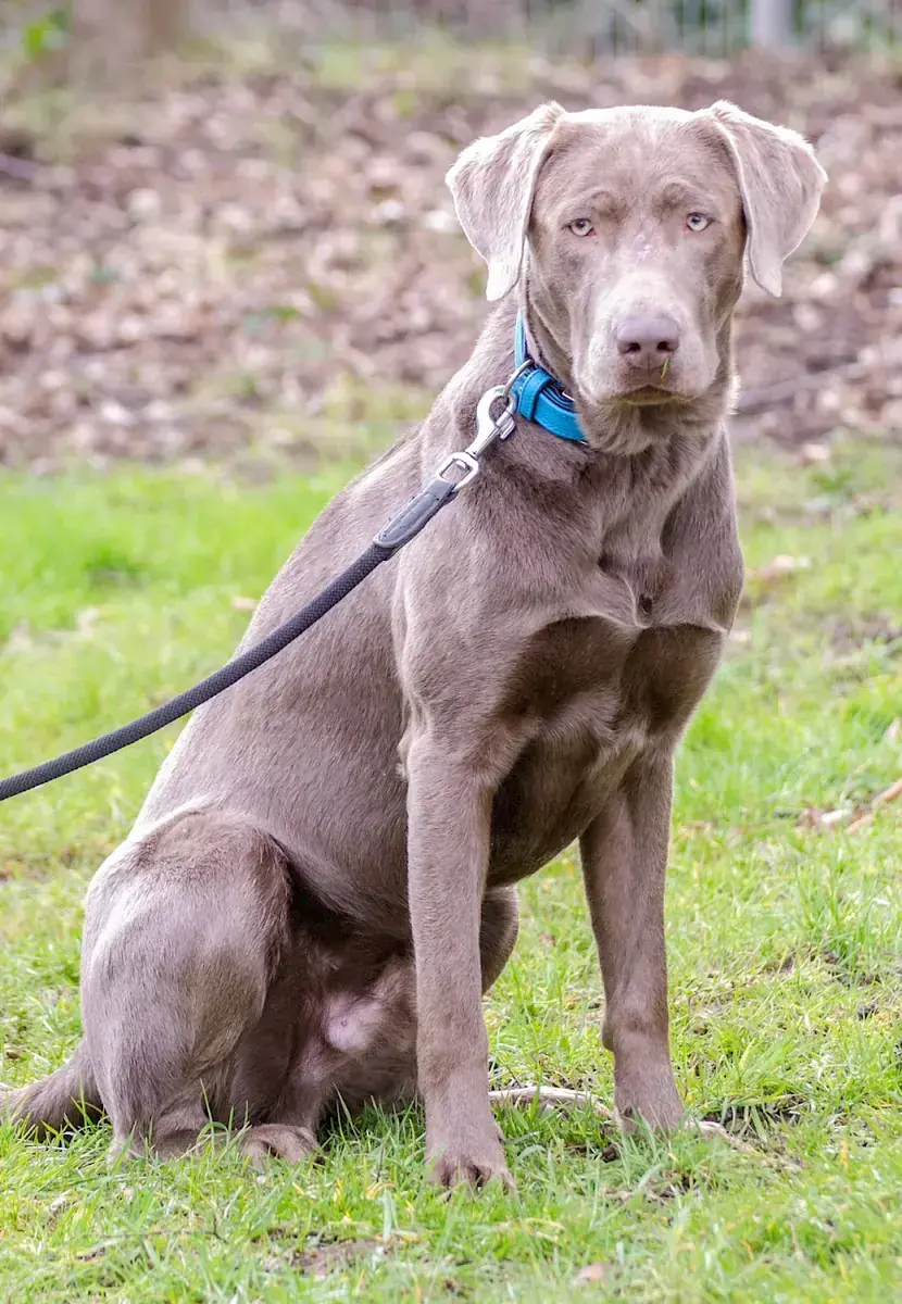 Charly - Labrador Retriever - Bild 2