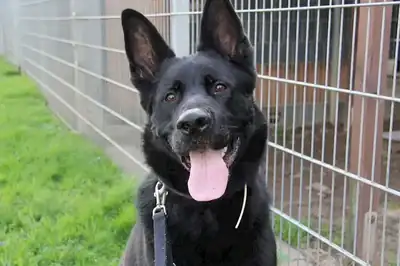 Oskar – Deutscher Schäferhund – Bild 7