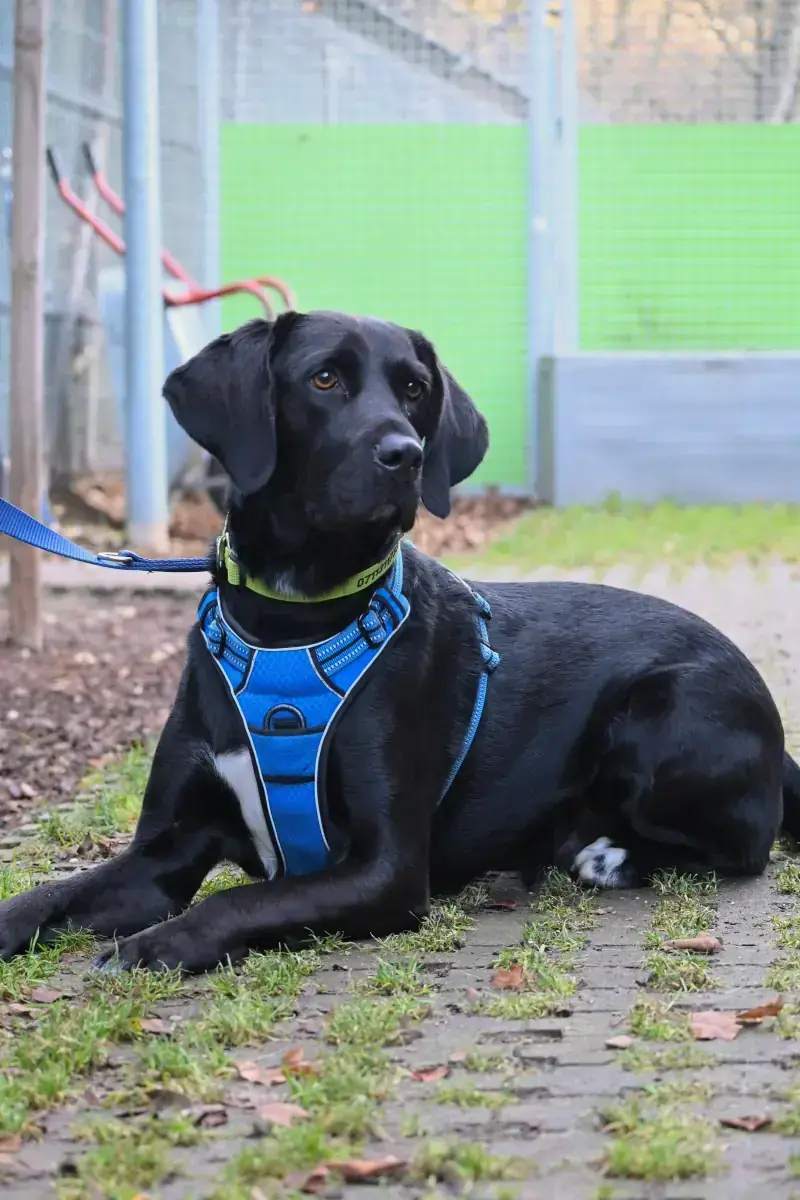Balu - Labrador Retriever - Bild 4