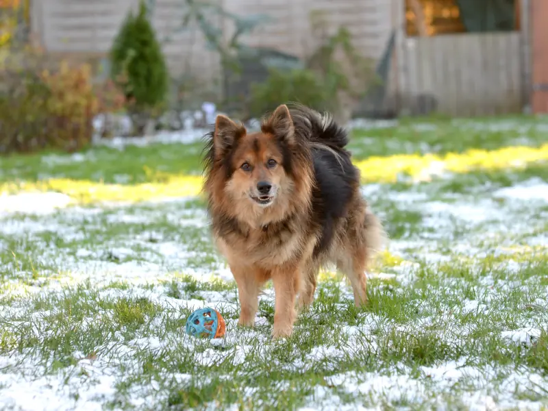 Loui -  - Bild 21