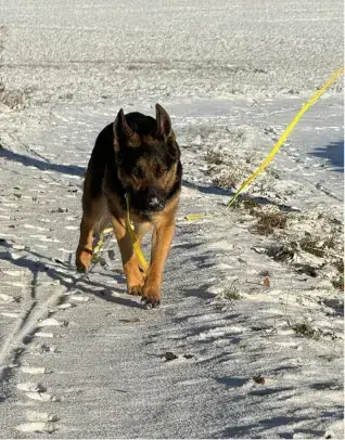 Sissi - Deutscher Schäferhund - Bild 2