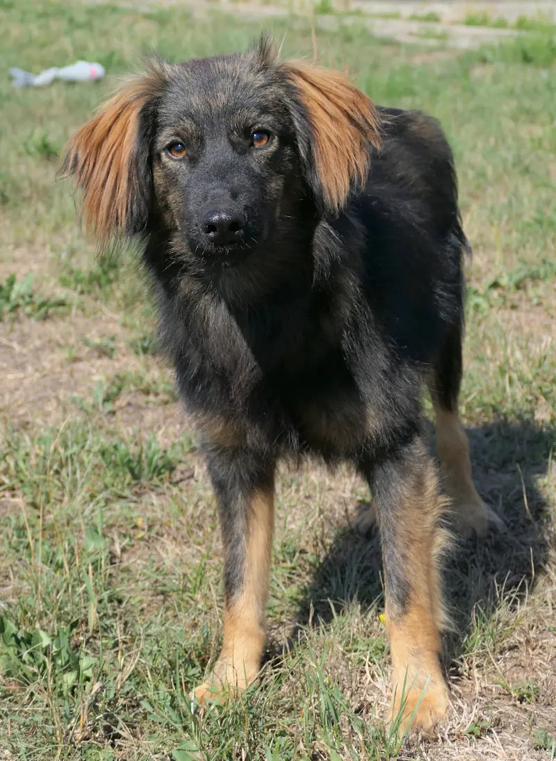 Kalle -  - Bild 1