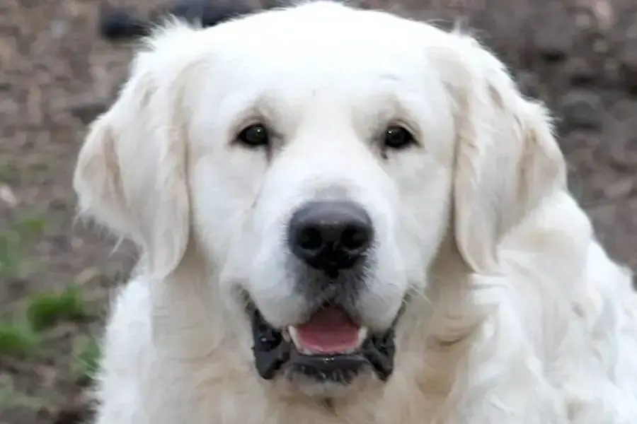Bobby – Golden Retriever – Bild 2