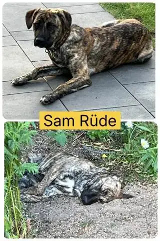 Sam -  - Bild 2
