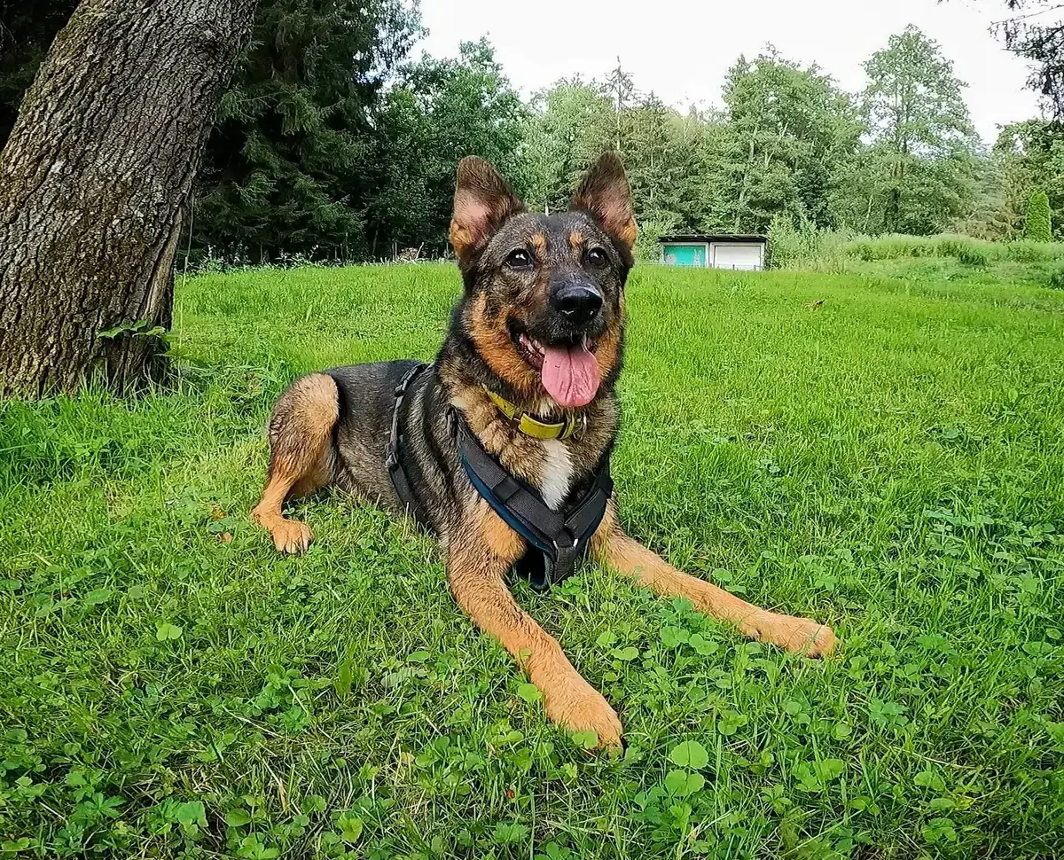 Toffee -  - Bild 5
