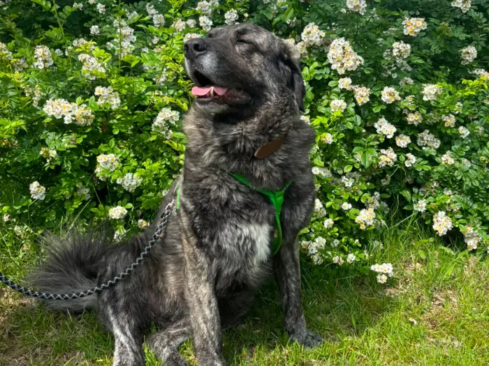 Molly -  - Bild 3