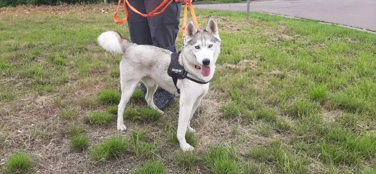 Ice - Siberian Husky - Bild 9