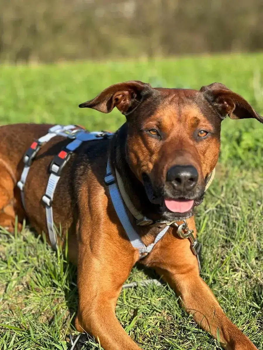 Sparky - Deutscher Schäferhund - Bild 2