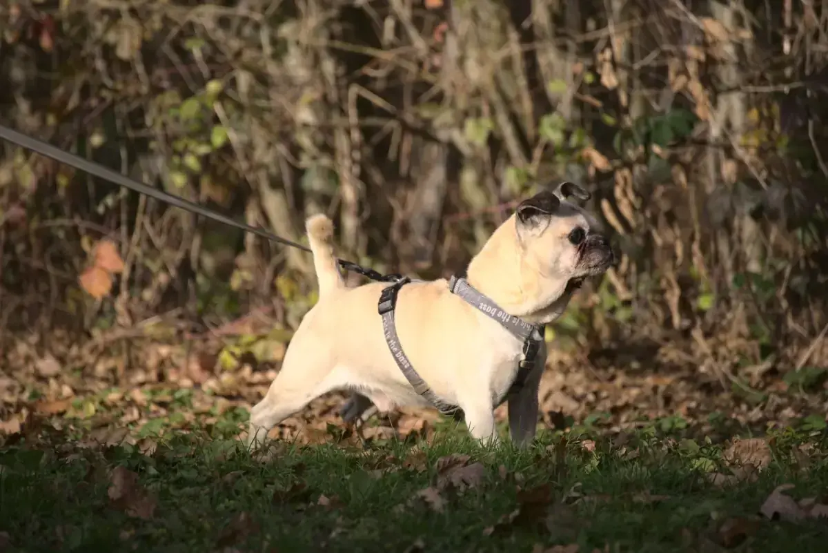 Bobby - Mops - Bild 3