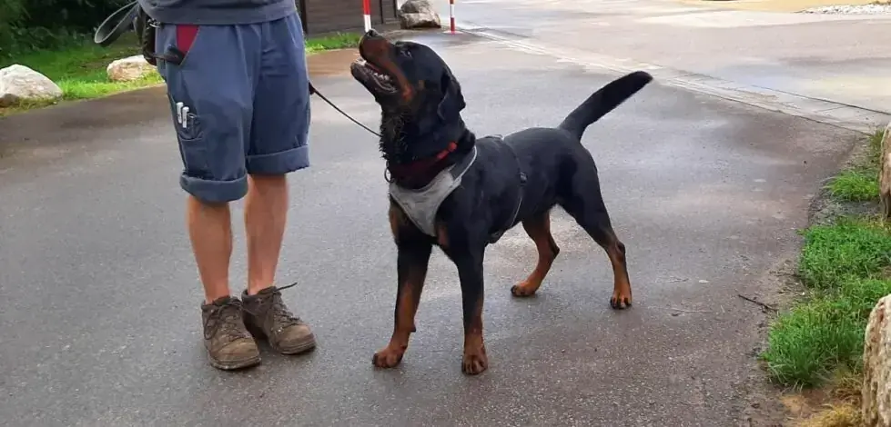 Amigo - Rottweiler - Bild 1
