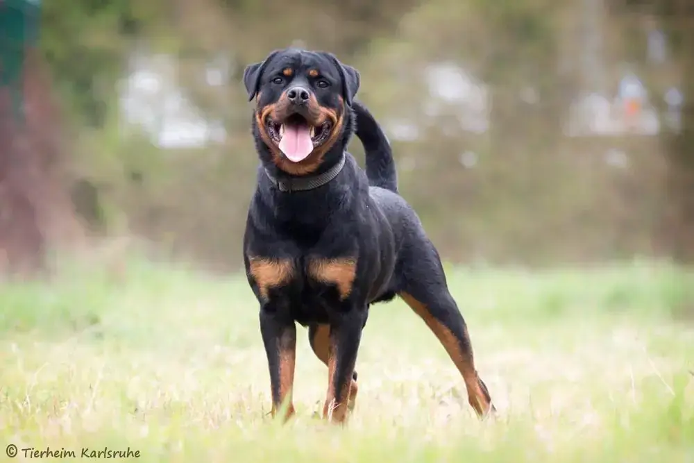 Chico - Rottweiler - Bild 2