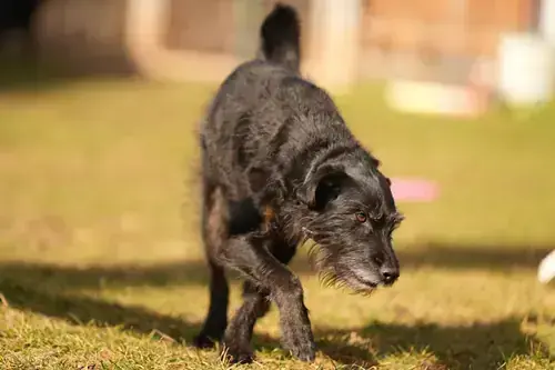 Franz - Riesenschnauzer - Bild 3
