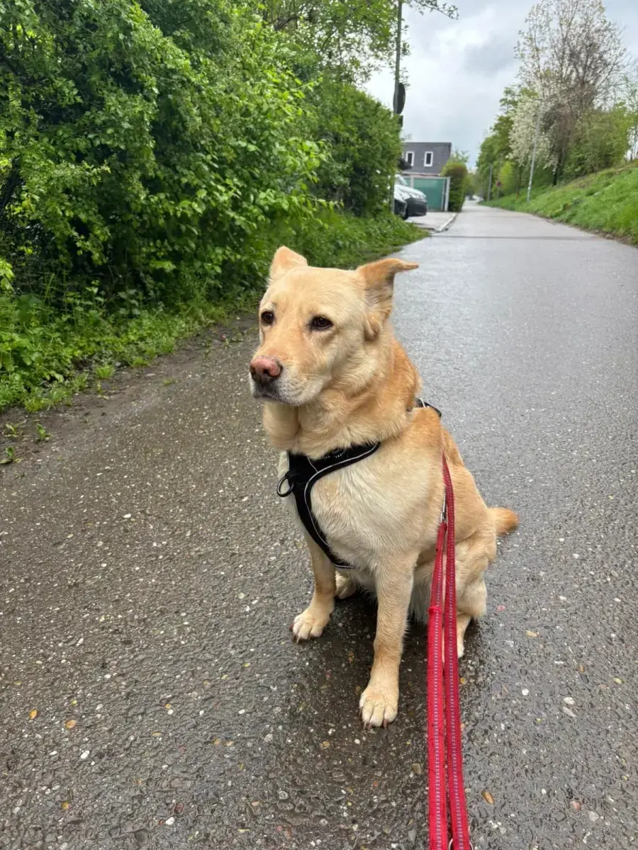 Lumpy -  - Bild 4