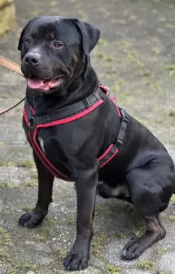 Rocky - Rottweiler, Cane Corso Italiano - Bild 1