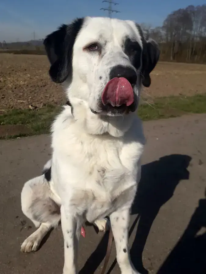 Balou - Zentralasiatischer Owtscharka - Bild 15