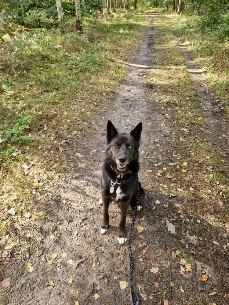Maja - Siberian Husky - Bild 7