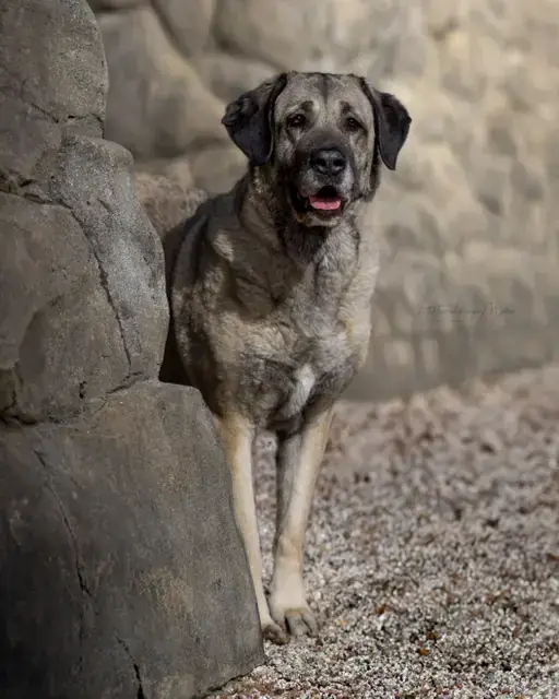 Naz - Kangal-Hirtenhund - Bild 7