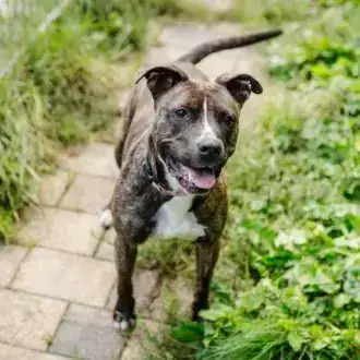 Ricarda – Staffordshire Bullterrier – Bild 5