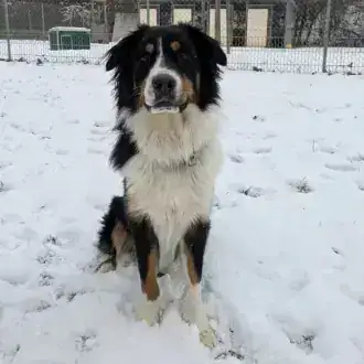 Samu – Australian Shepherd – Bild 2