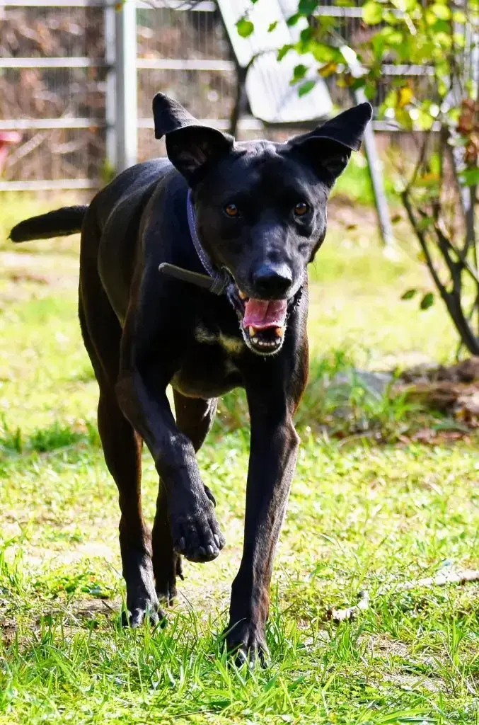 Vito - Labrador Retriever, Dobermann - Bild 6