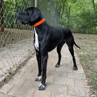 Simba -  - Bild 2