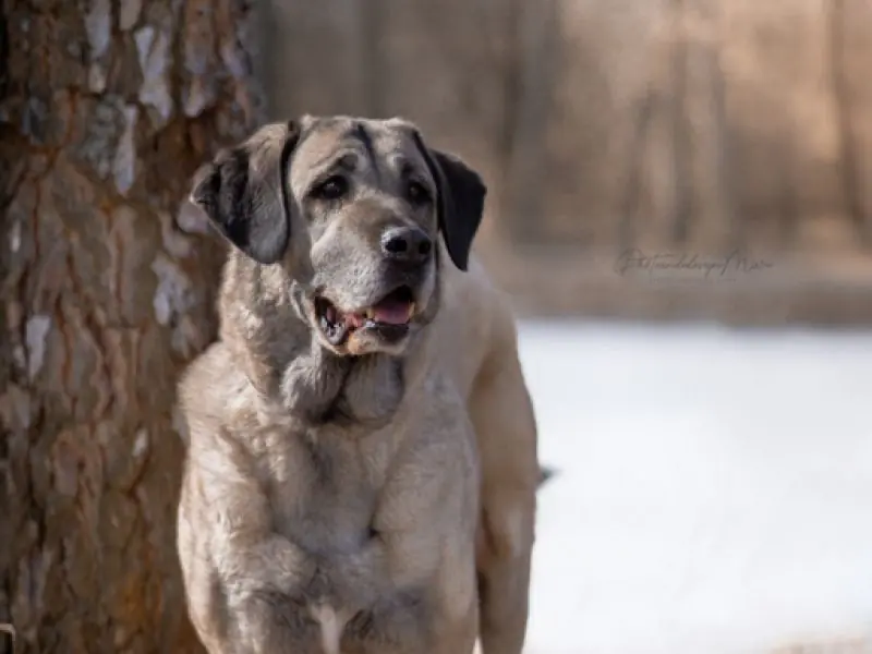 Naz - Kangal-Hirtenhund - Bild 19