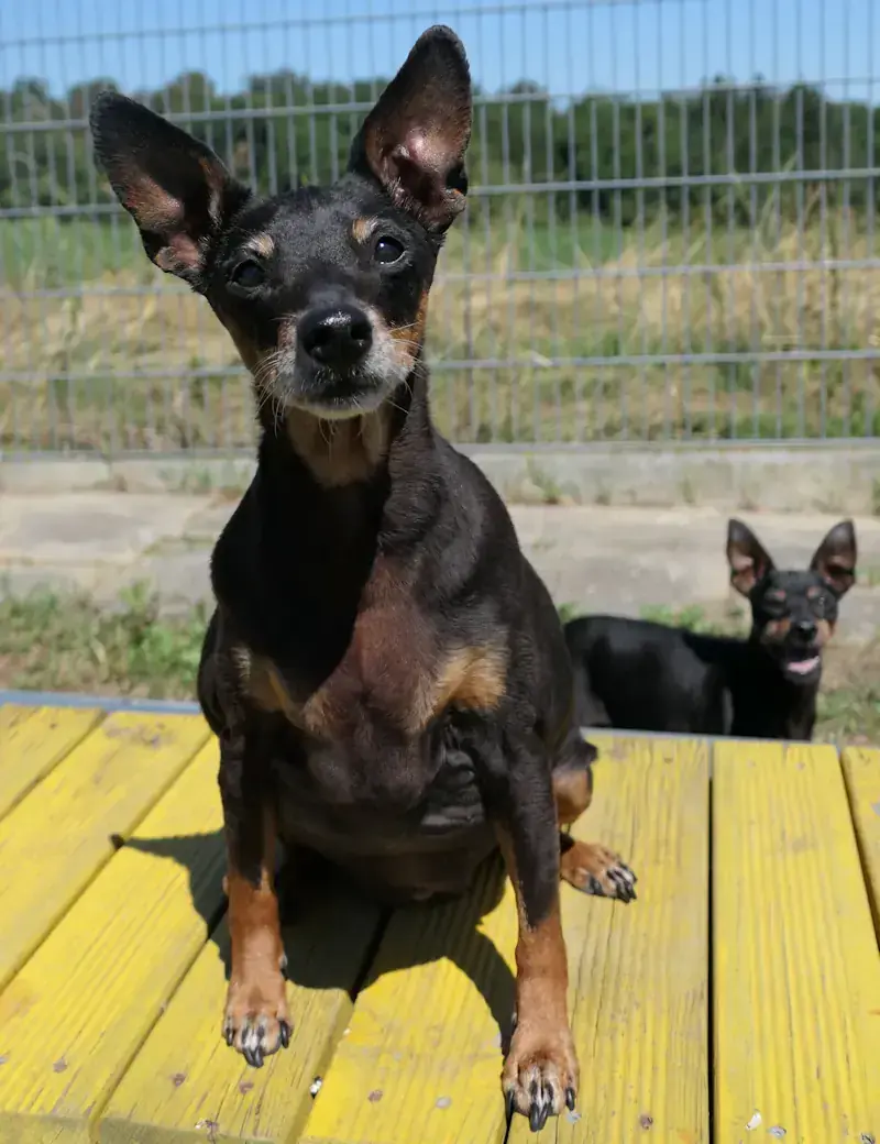 Hund Luna