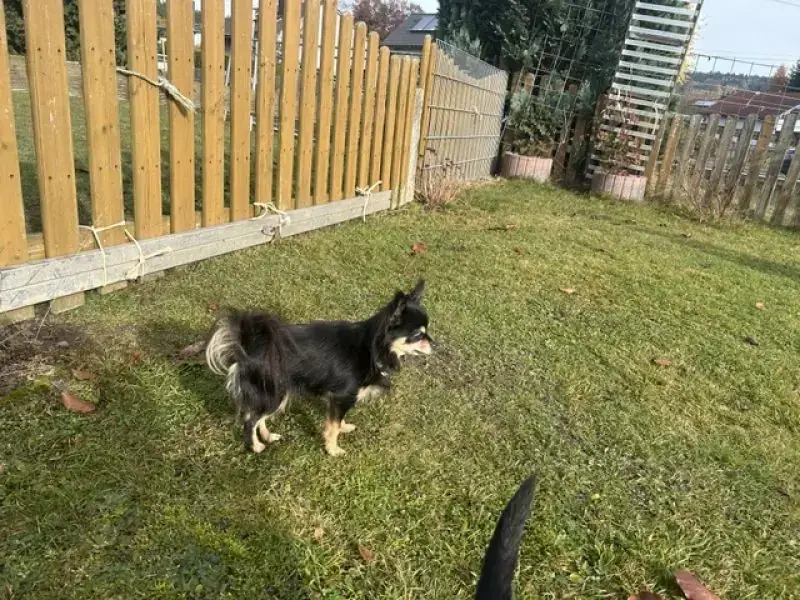 Cora - Chihuahua - Bild 3