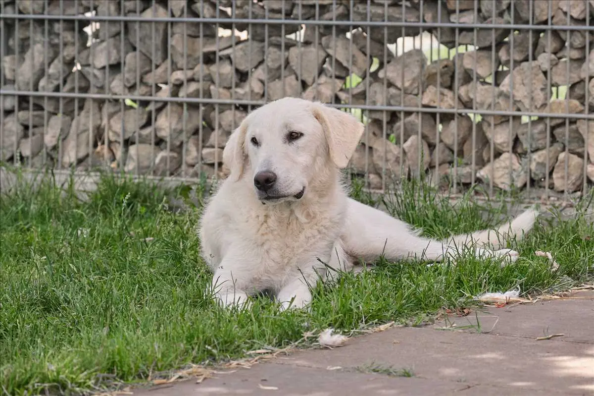 Tapo -  - Bild 2