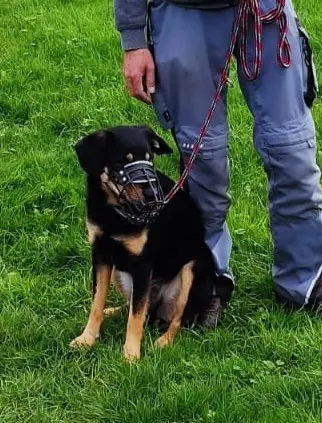 Buddy -  - Bild 17