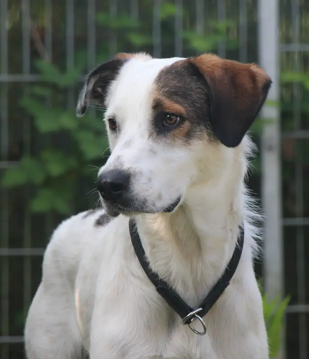 Benny -  - Bild 5
