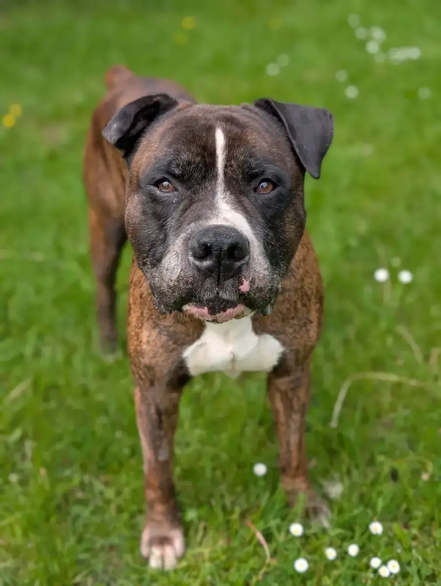 Oskar - Deutscher Boxer - Bild 4