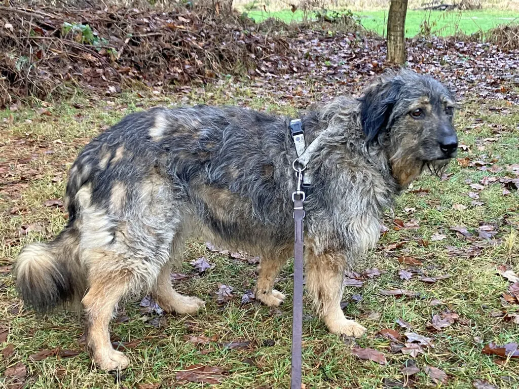 Dascha - Briard - Bild 3