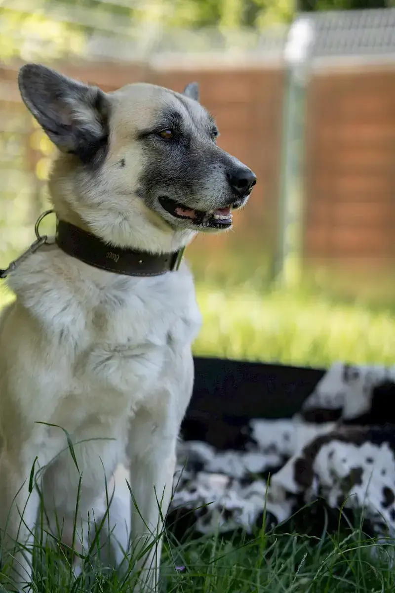 Chester - Deutscher Schäferhund - Bild 8