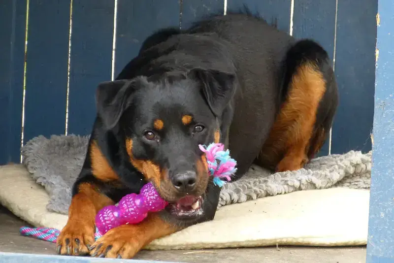 Jambo - Rottweiler - Bild 2